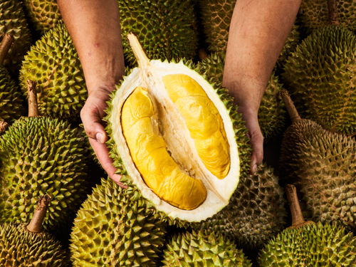 Holding Durian